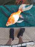Peixes lago/pimpoes/cometas grandes, reprodutores!
