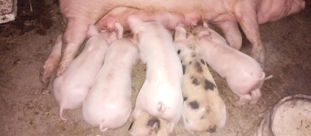 Продам поросята з доставкою обмін на зерно