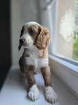 Cockapoo / dziewczynka/ cavapoo