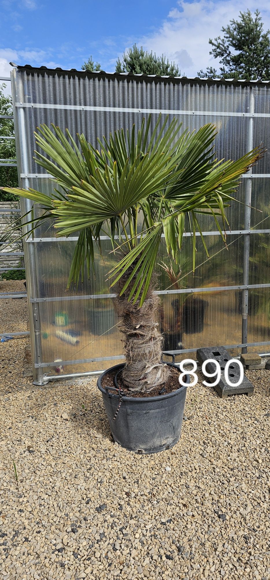 Trachycarpus Fortunei Palma mrozoodporna palmy yucca