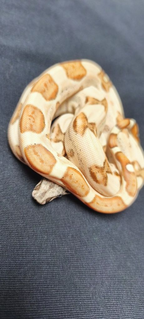 Węże zbożowe Hypo (Salmon) Jungle het Albino sharp