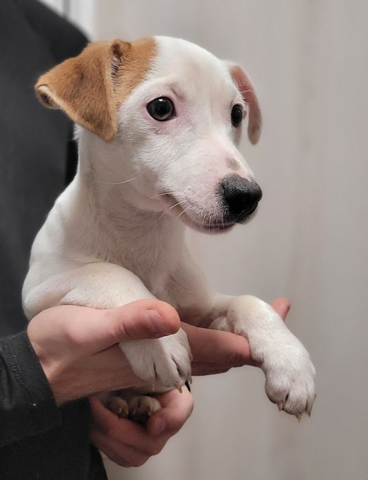 Jack Russell Terrier Szczeniak Śliczny Zaprasza