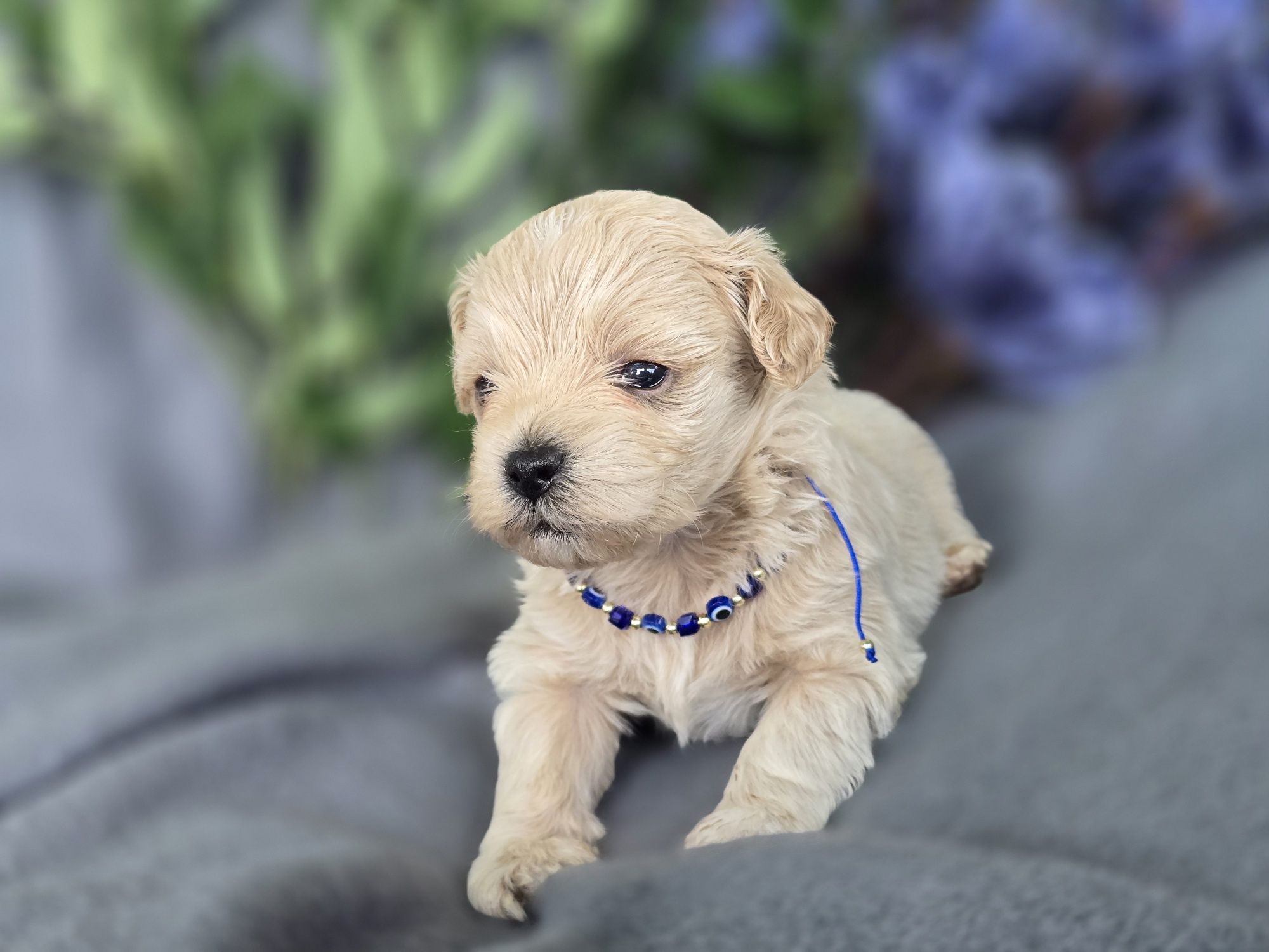 Maltipoo hybryda pudel toy maltanczyk