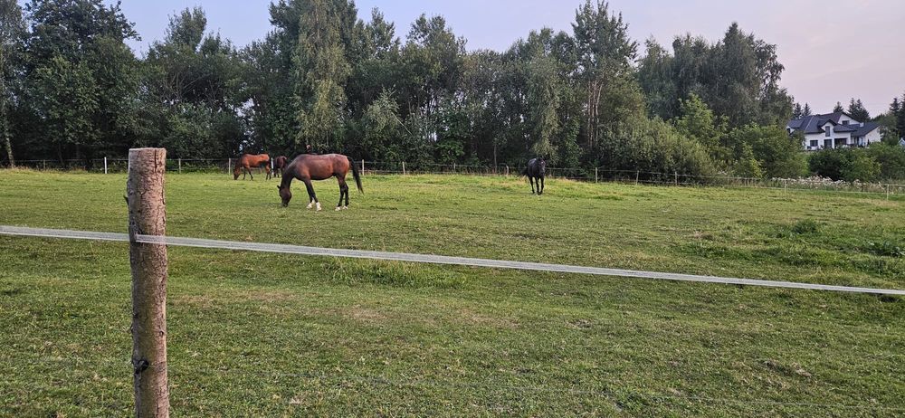 Wolne boksy dla koni ,pensjonat.