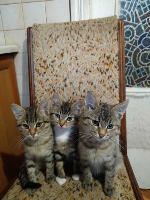 Віддам в добрі руки кошенят