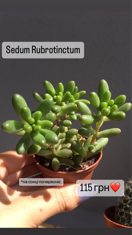 Sedum 10 видів седуму , Rubrotinctum aurora, adolphii,