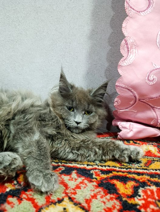 Котенок мейнкун в редком красивом окрасе