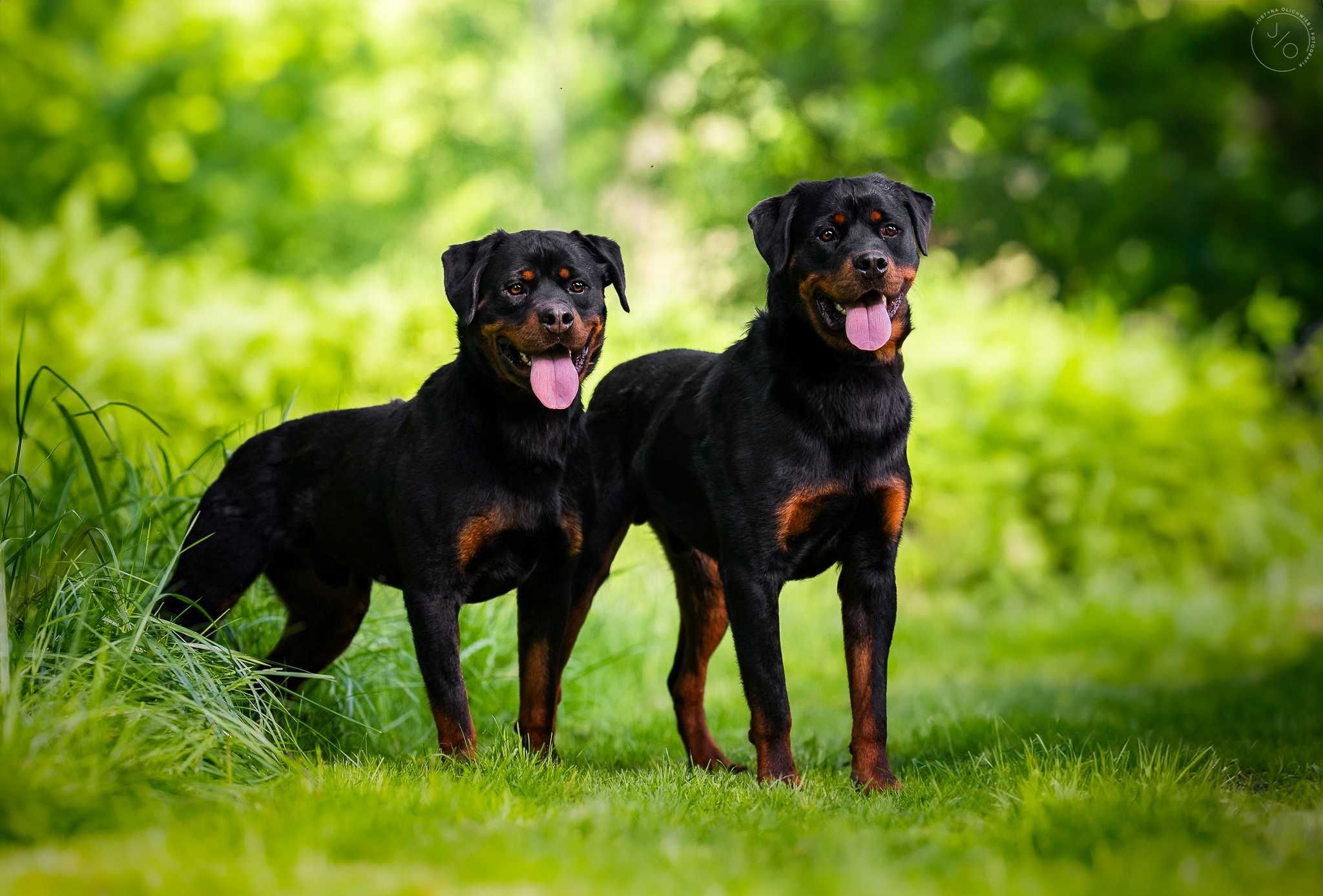 Nadir w typie rottweilera - schronisko