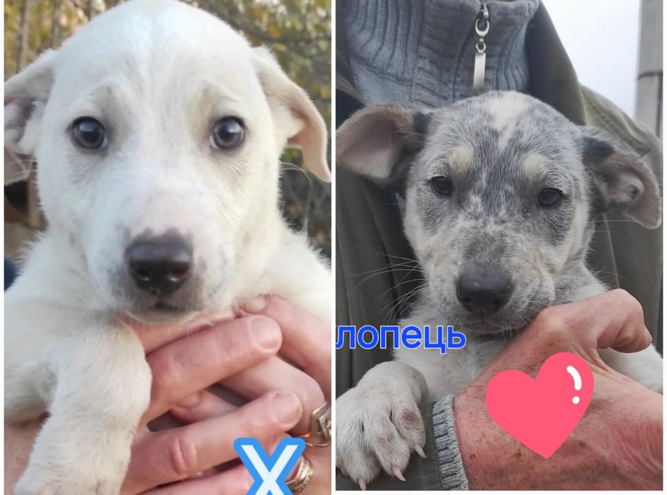 Цуценята бутузи 2 міс щепленні