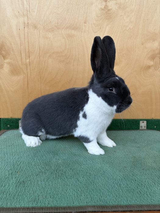 Króliki Wiedeńskie