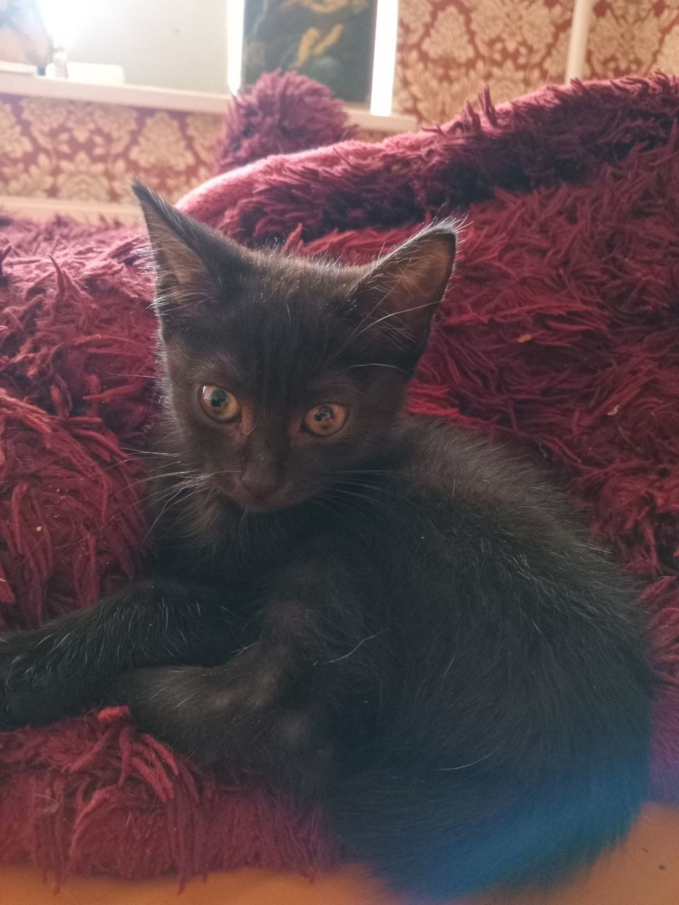 Без платные котята