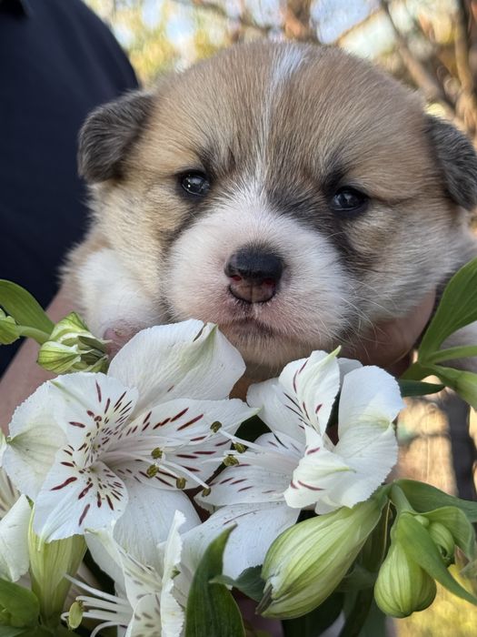 Ромашка_чарівна дівчинка коргі пемброк
