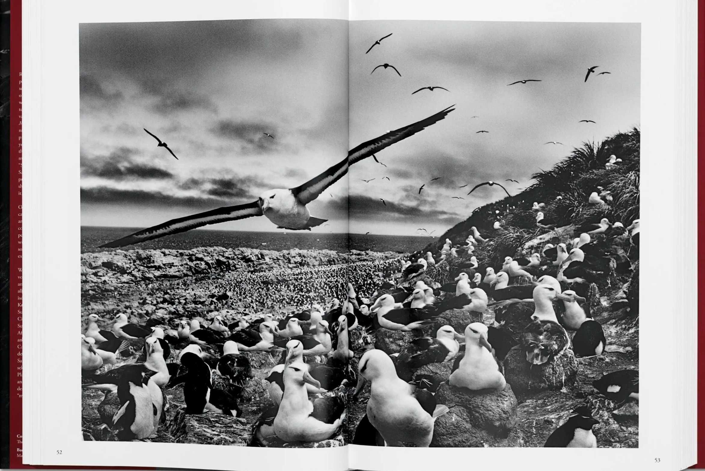 " GENESIS " de Sebastião Salgado -> Tamanho XXL