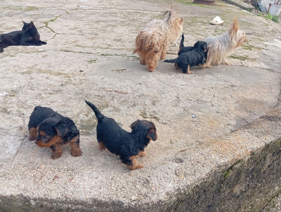 Filhotes de Yorkshire e Lulu