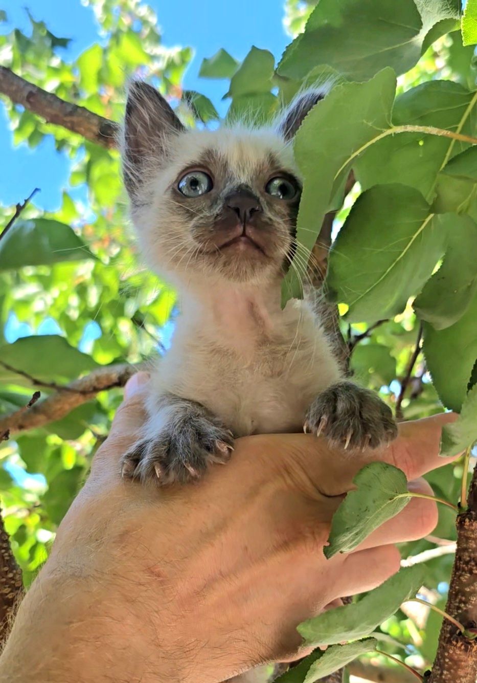 Gatinha bebé para Adoção.