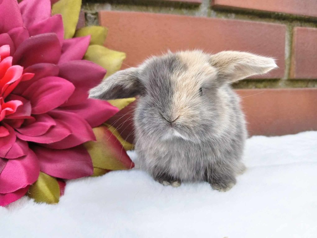 Mini lop, królik miaturka, króliczek, baranek karzełek