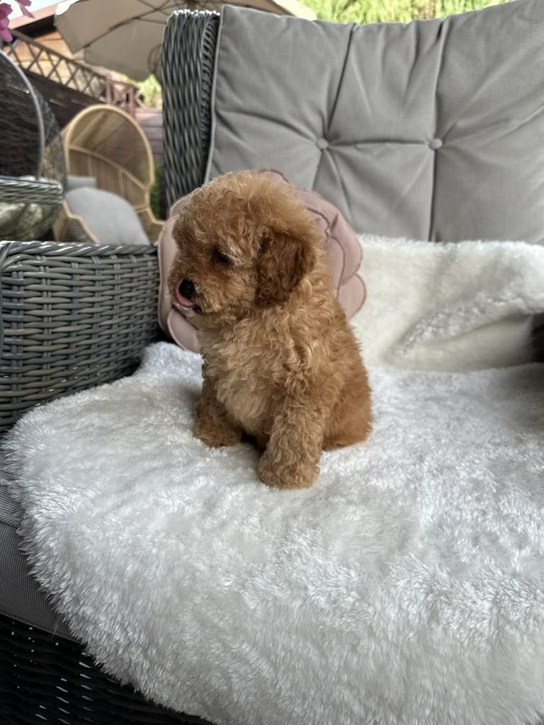 Przesliczna dziewczynka Cavapoo