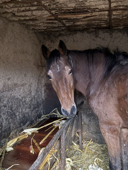 Продам робочу кобилу