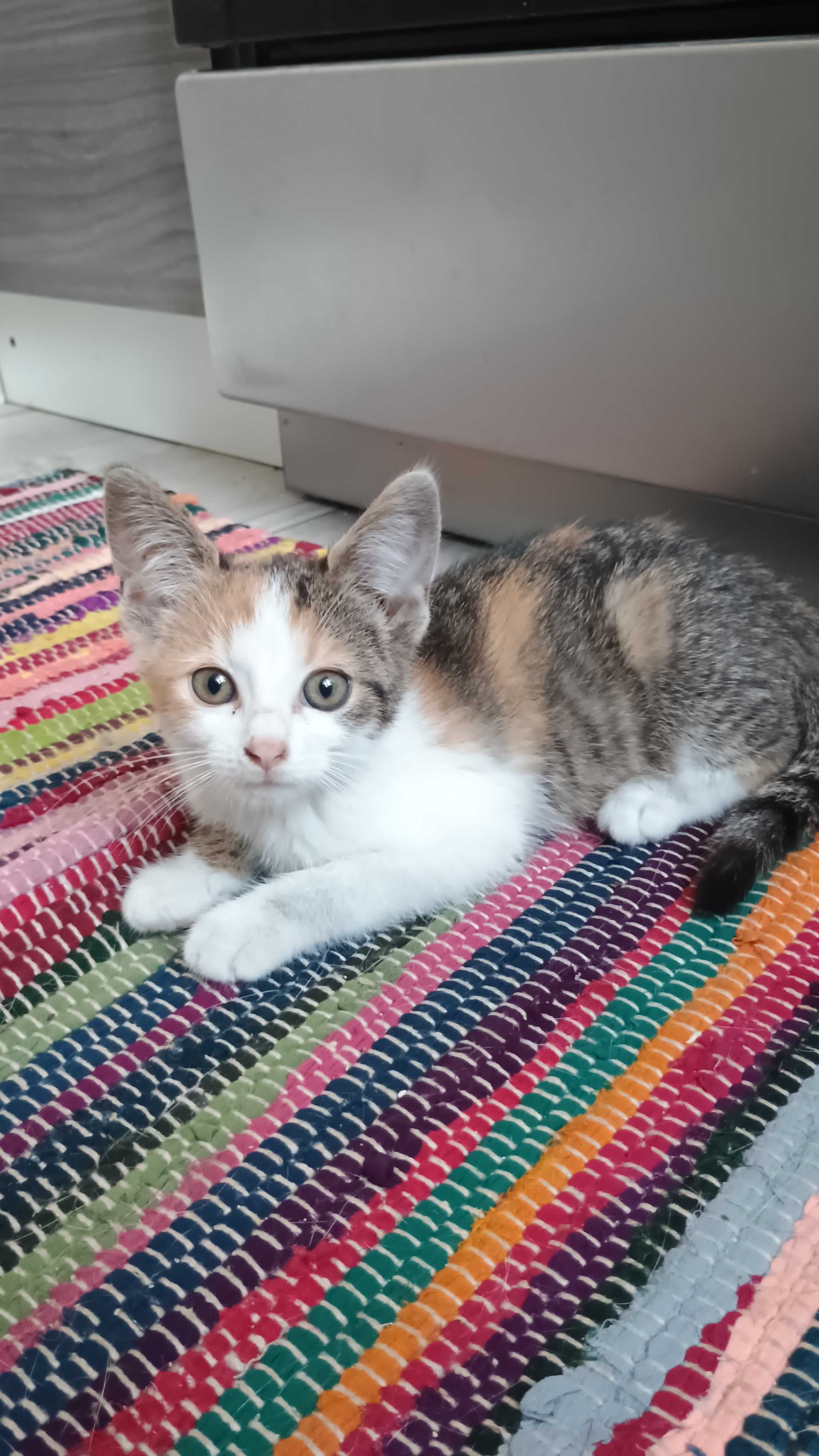 Kotek do adopcji - bezpłatna sterylizacja