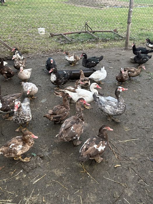 Kaczki  francuskie mlode i stare