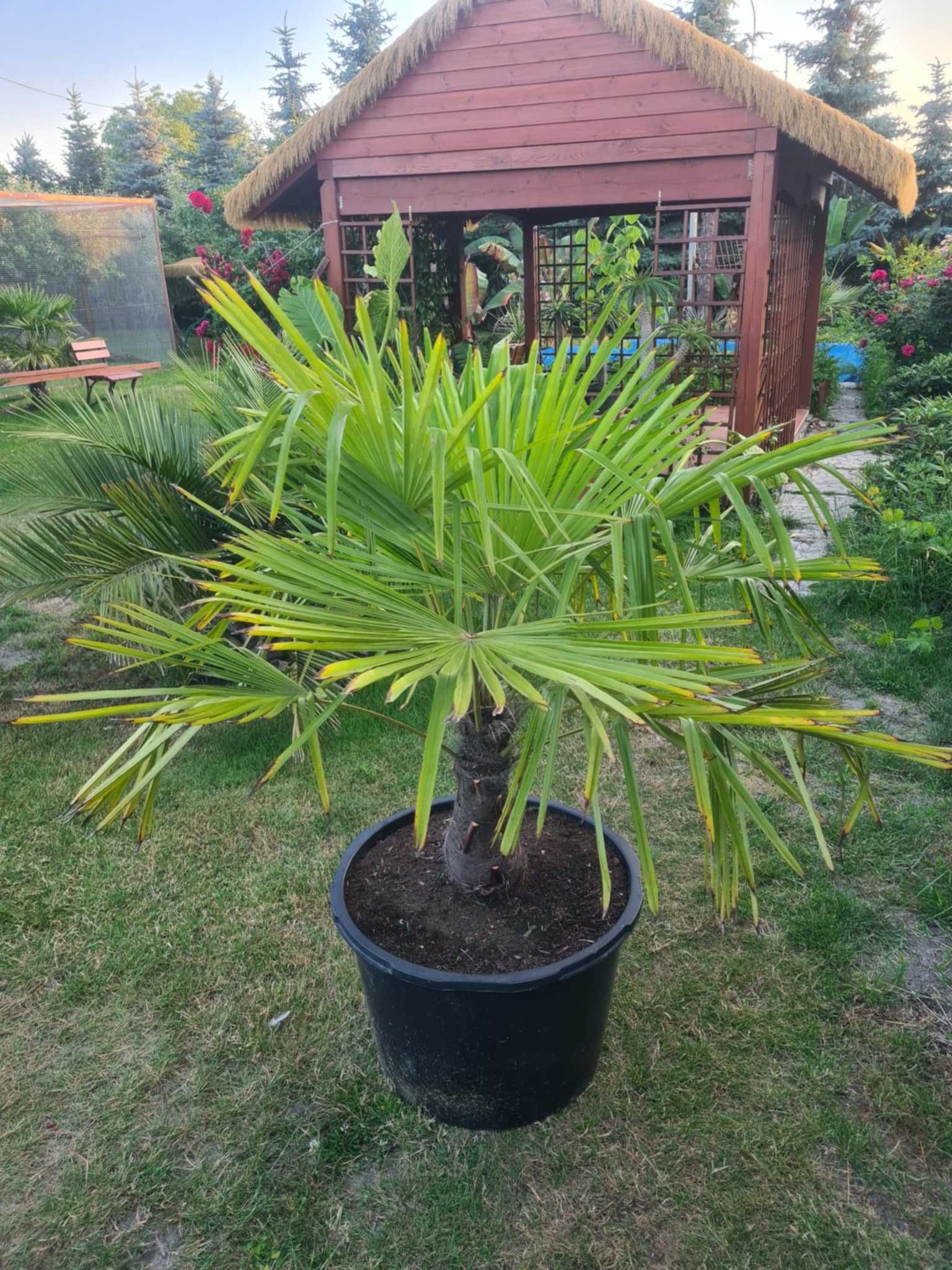 Palma mrozoodporna Trachycarpus Fortunei do minus 12 stopni piekna !