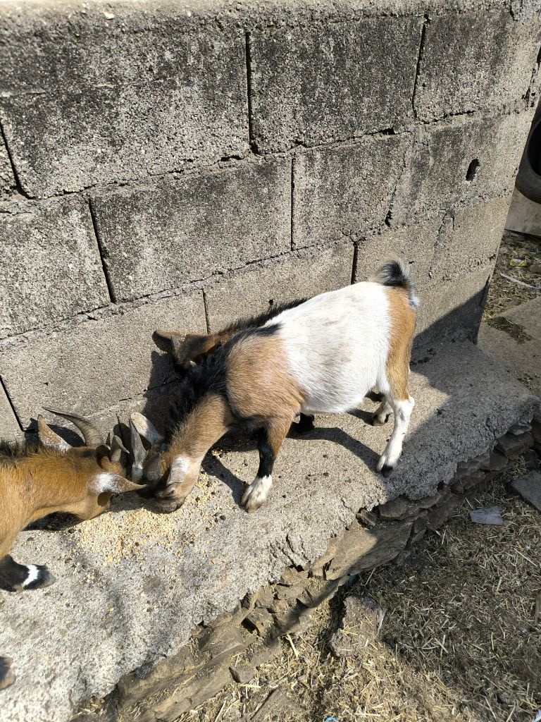 Cabrito anão  6 meses