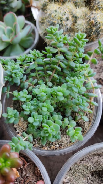 Оскулярія, цікавий непримхливий сукулент, цвіте бузковим