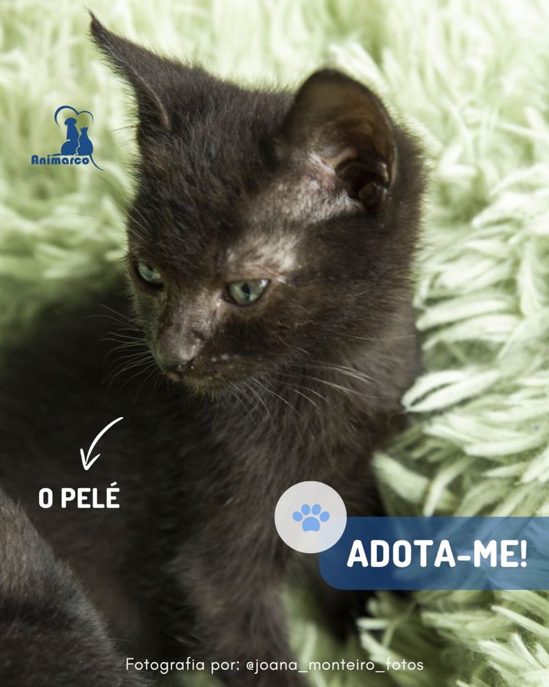 11 Gatinhos bebes para adocao