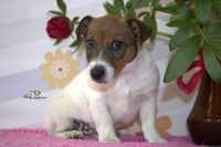 Piesek Jack Russell Terrier *ZKwP FCI*Gotowy do odbioru