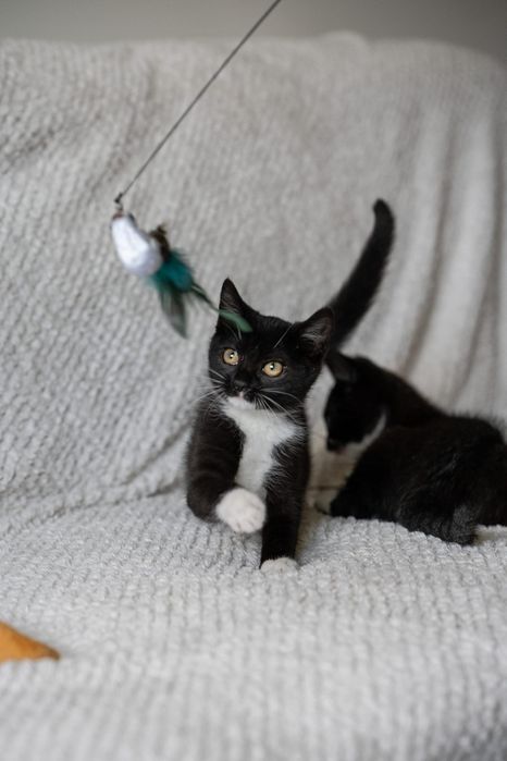 Baton słodki przyjaciel