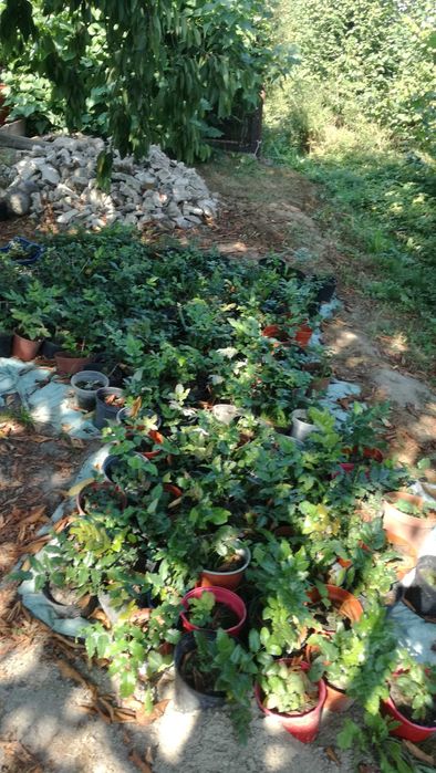 Mahonia pospolita sadzonki w doniczce duża ilość mahoń