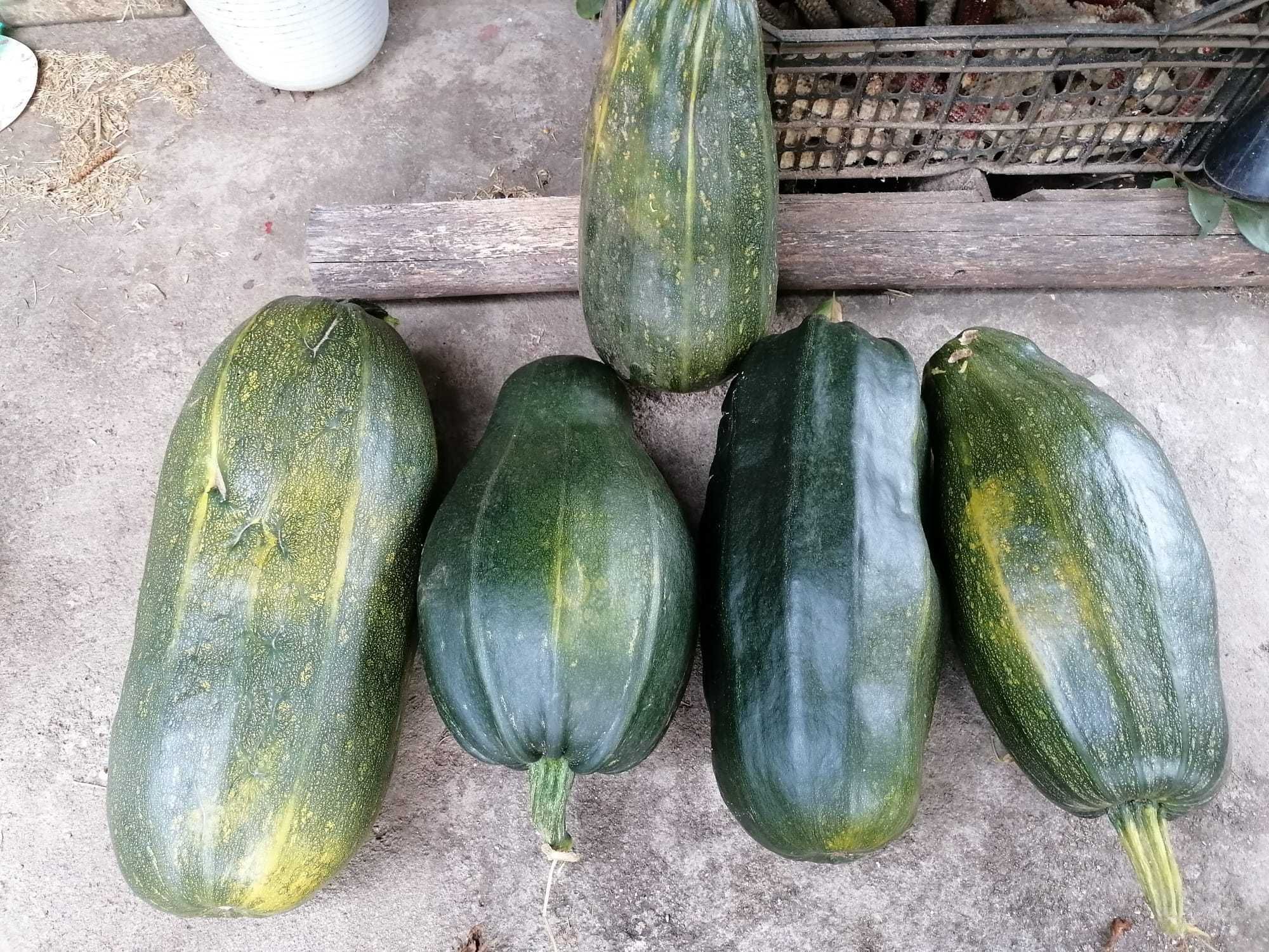 Abóbora Verde e Bolinas