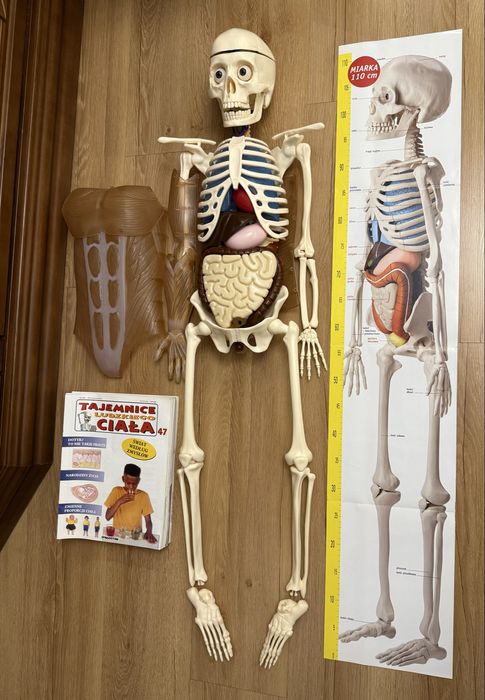 Kostek - szkielet z narządami firmy Deagostini