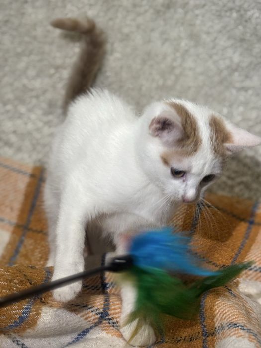 Kocie dziecko prosi o domek bialo rudy kocurek