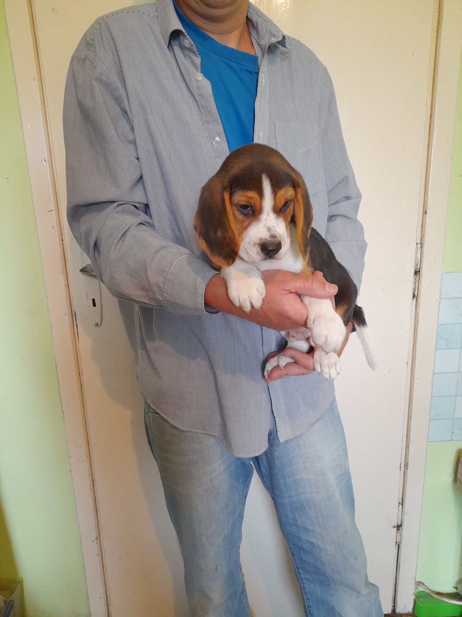 Beagle szczeniak tricolor