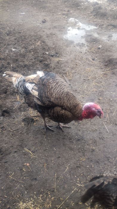 Indora sprzedam lub zamienie