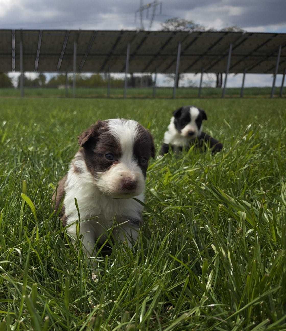 BORDER COLLIE śliczna suczka