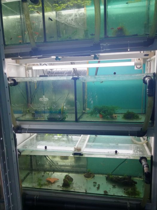 Bateria aquário criação