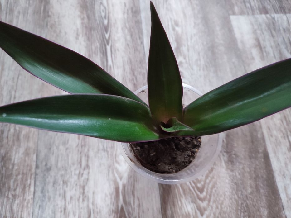 Набір кімнатні рослини оксаліс, традесканція, хлорофітум