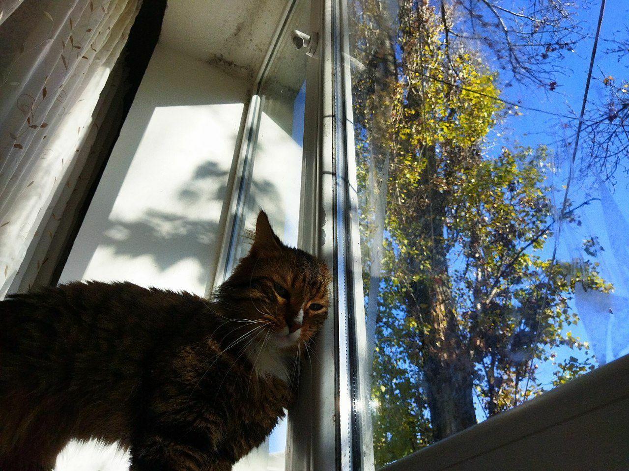 котик ищет дом !!