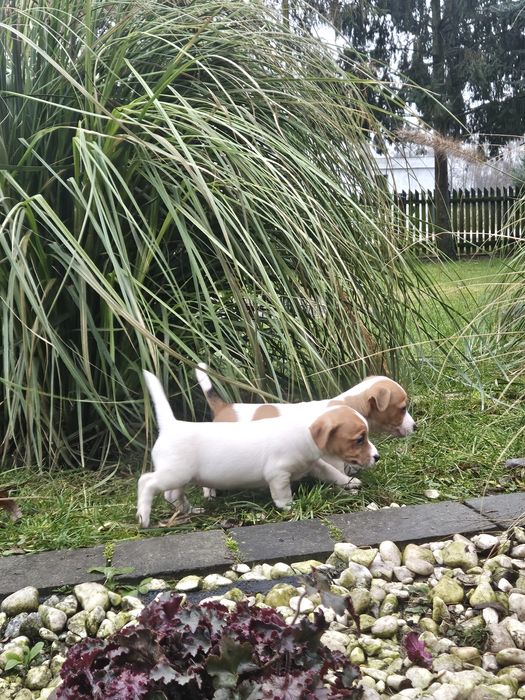 Jack russell terrier