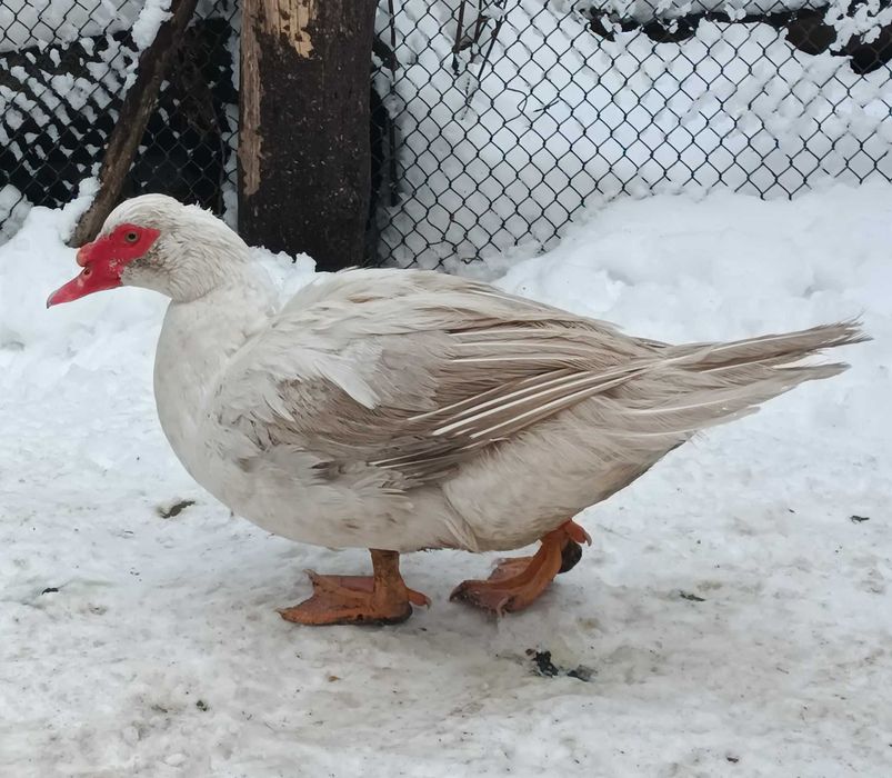 Утки  мускусні ( індоутки ) маленькі утя  та дорослі утки