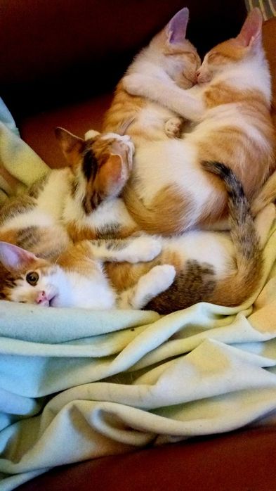 Boas tenho gatinhos para adoção