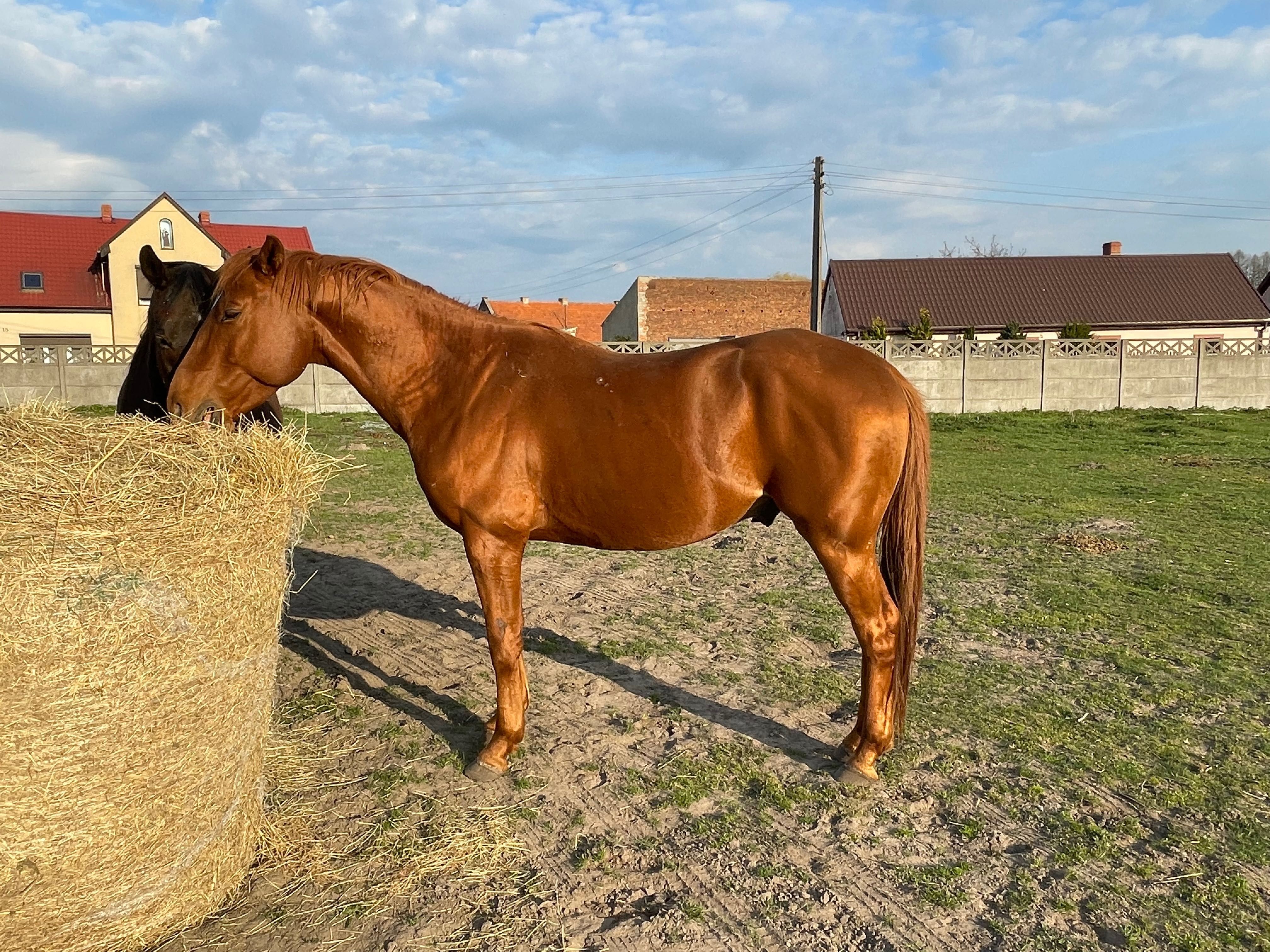 Ogier American paint horse / małopolski