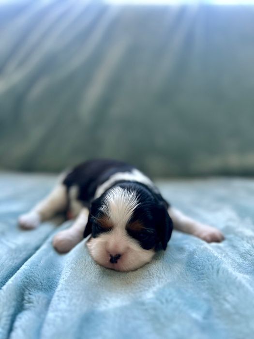 Cavalier King Charles Spaniel