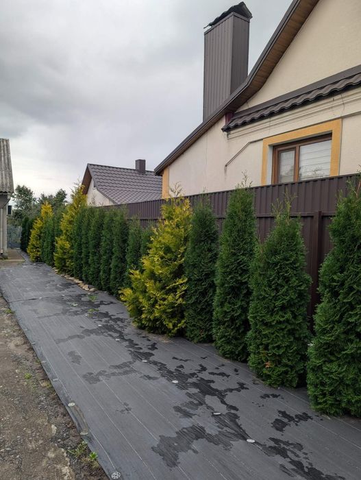 Туї оптом колумні (колоновидні) 2 м