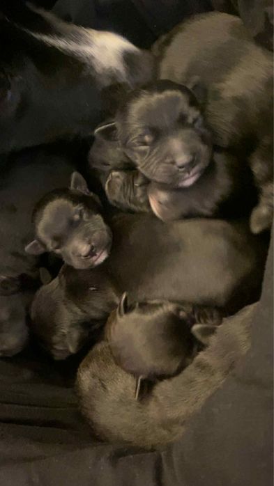 Szczeniaczki szukają domu