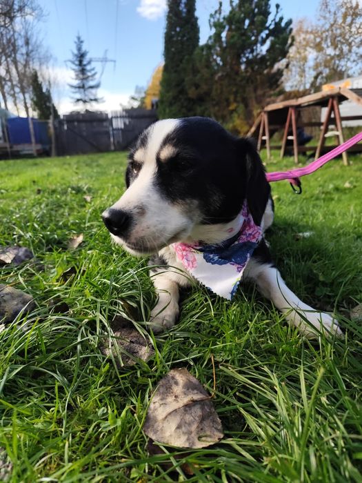 Malutka kochana Neska szuka domu