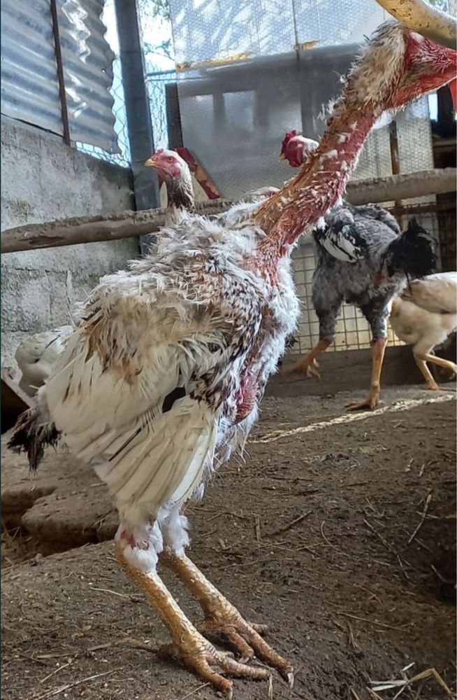 Ovos indio gigante
