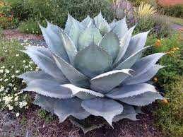 Agave Ovatifolia AGAWA+GRATISY